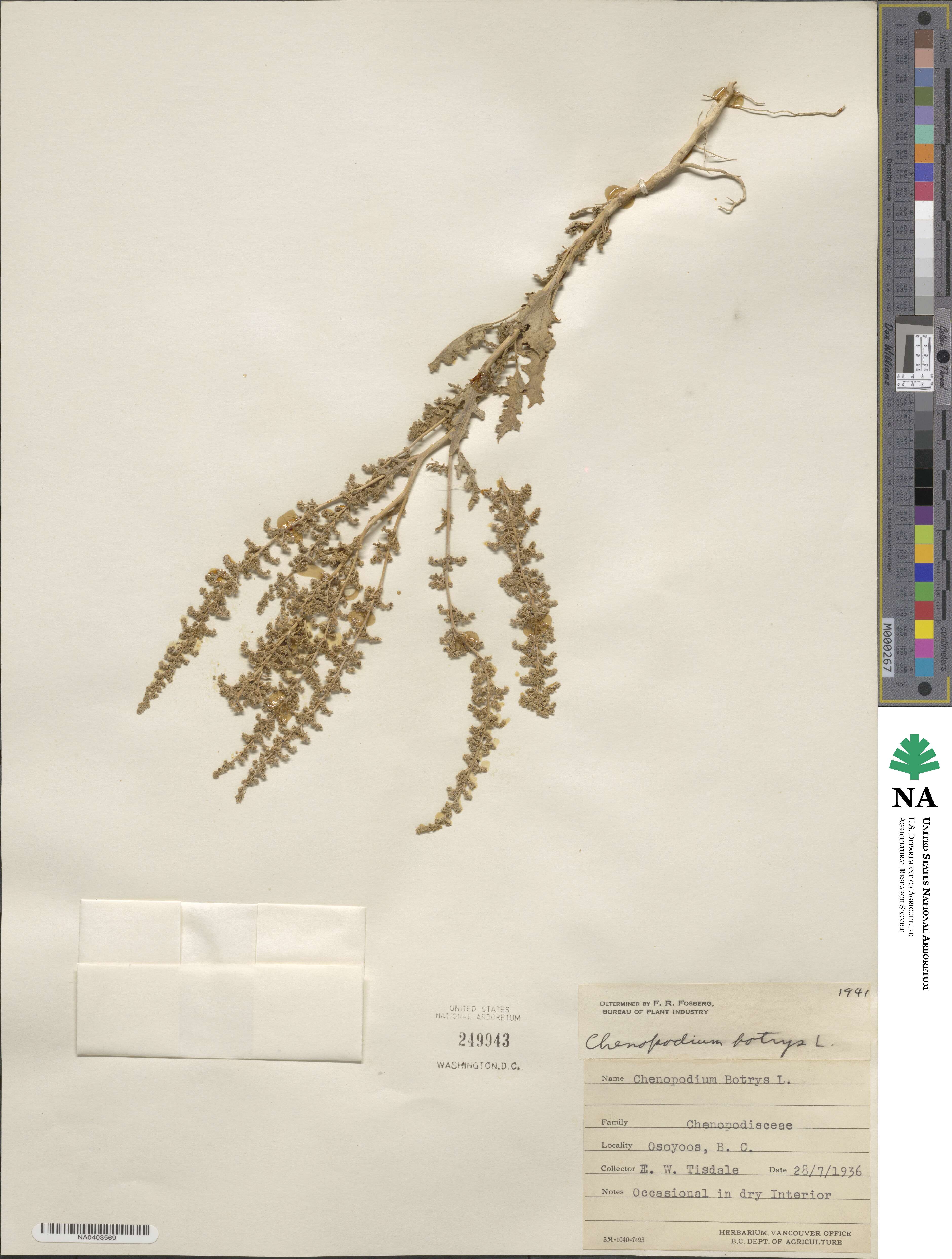 Dysphania botrys image