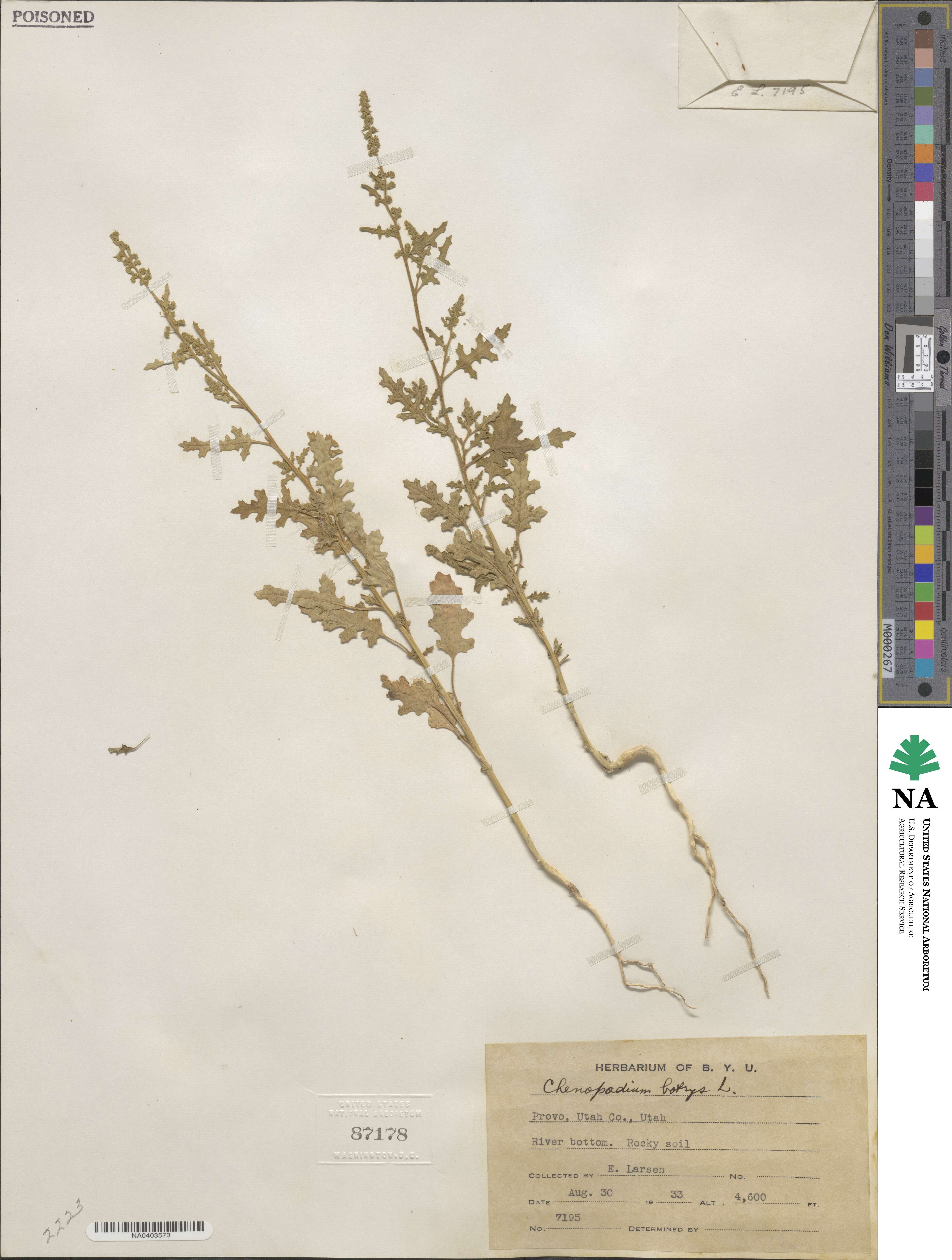 Dysphania botrys image