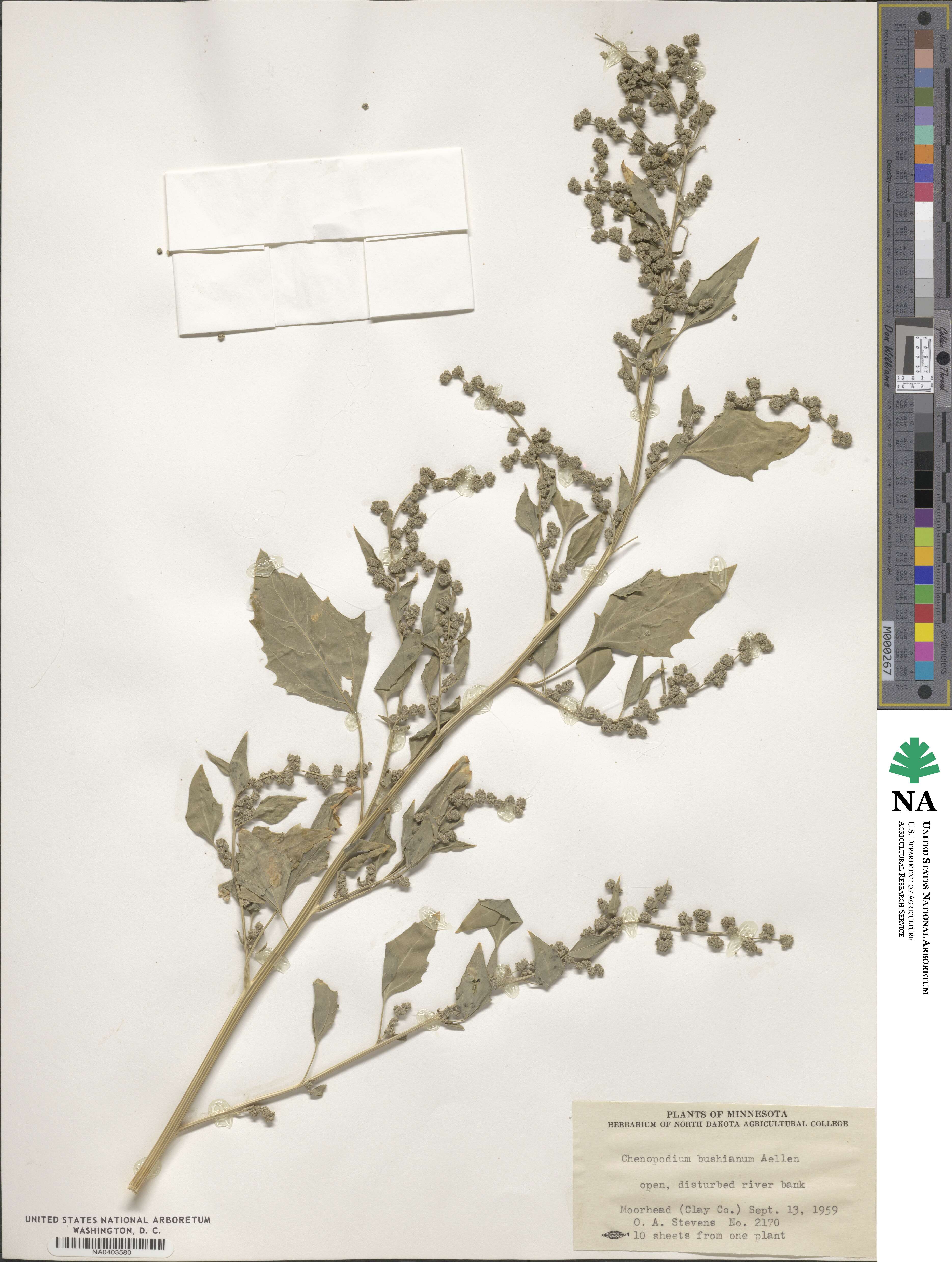 Chenopodium berlandieri var. bushianum image