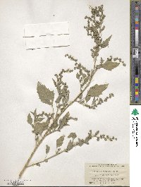 Chenopodium berlandieri image