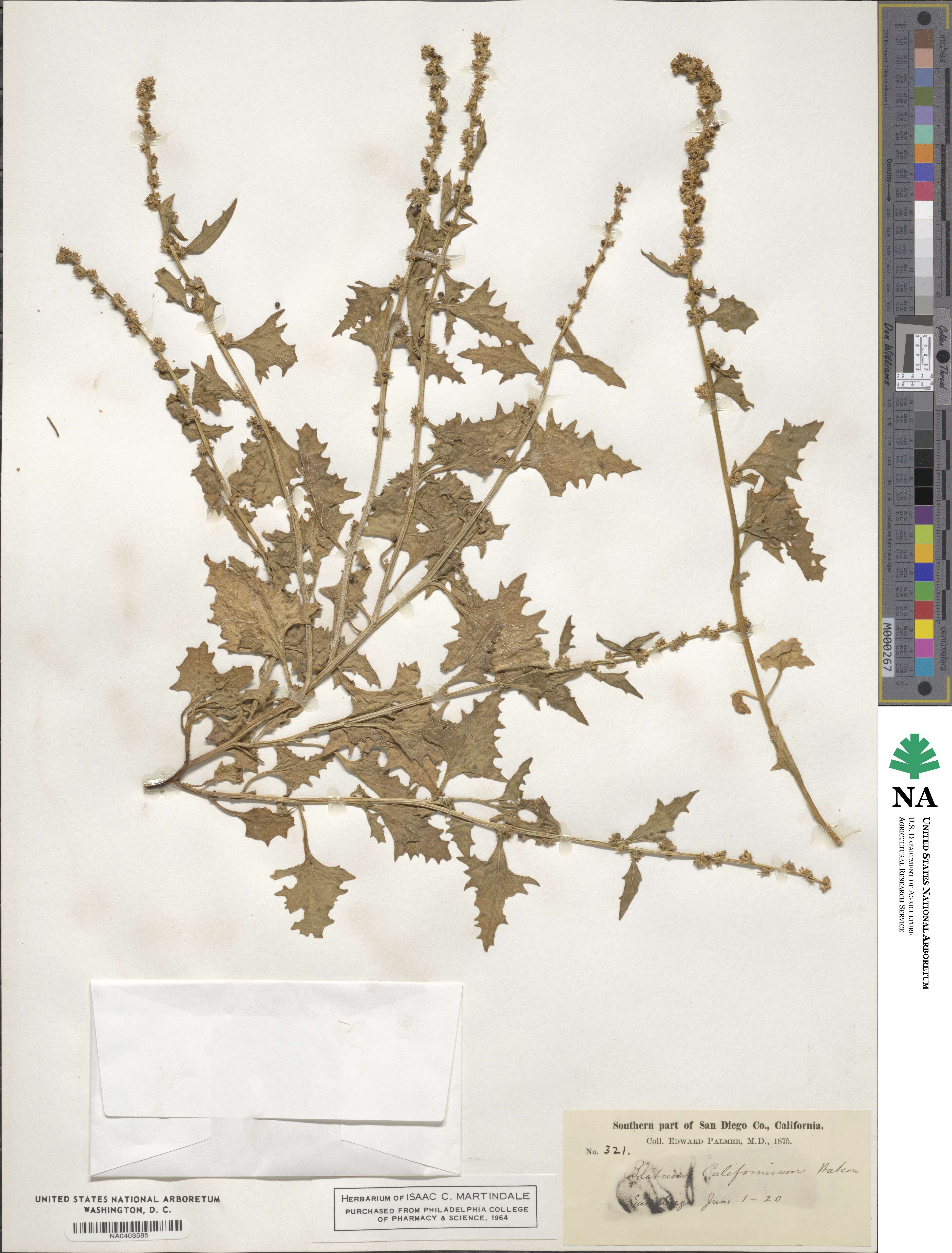 Blitum californicum image