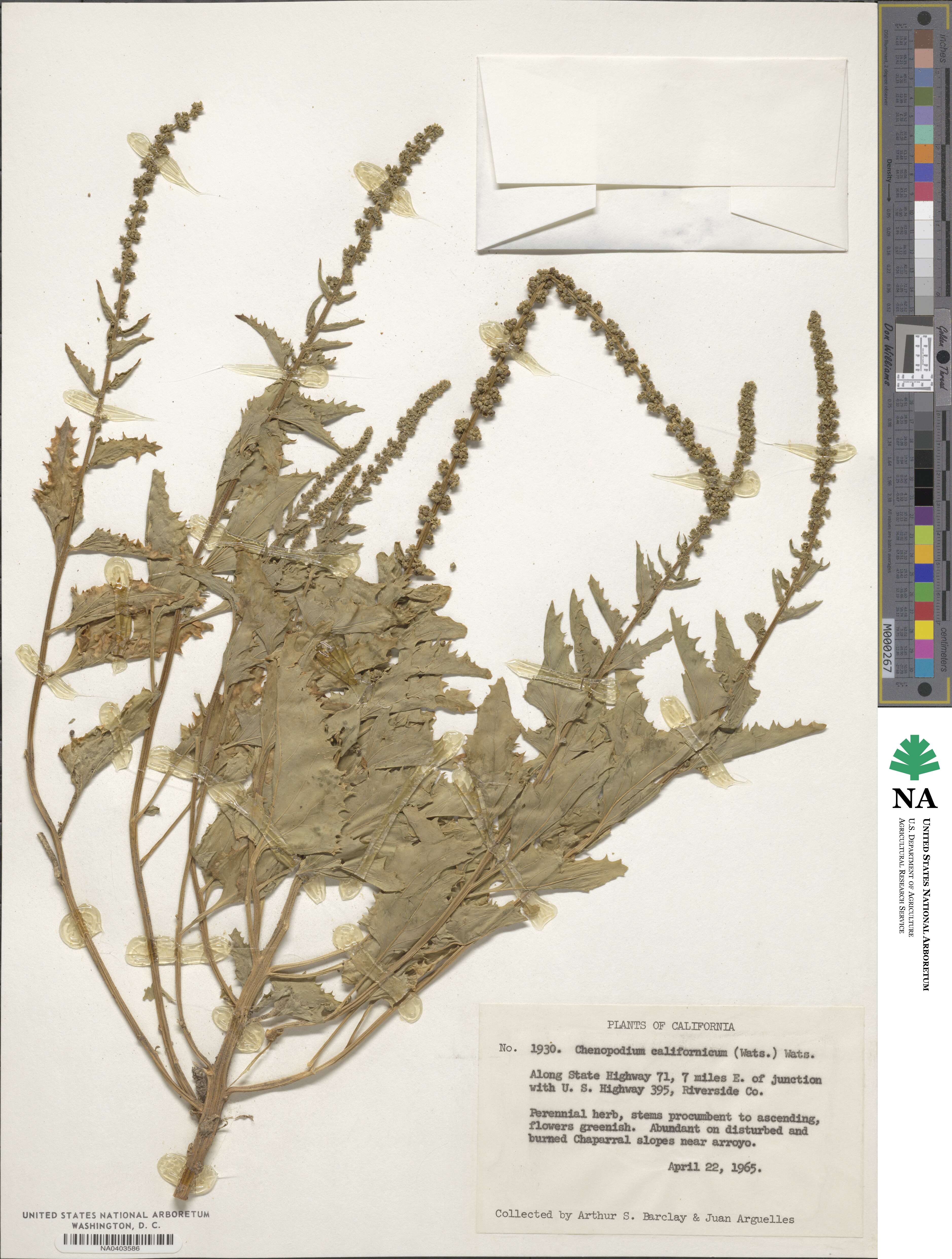 Blitum californicum image