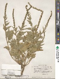 Blitum californicum image