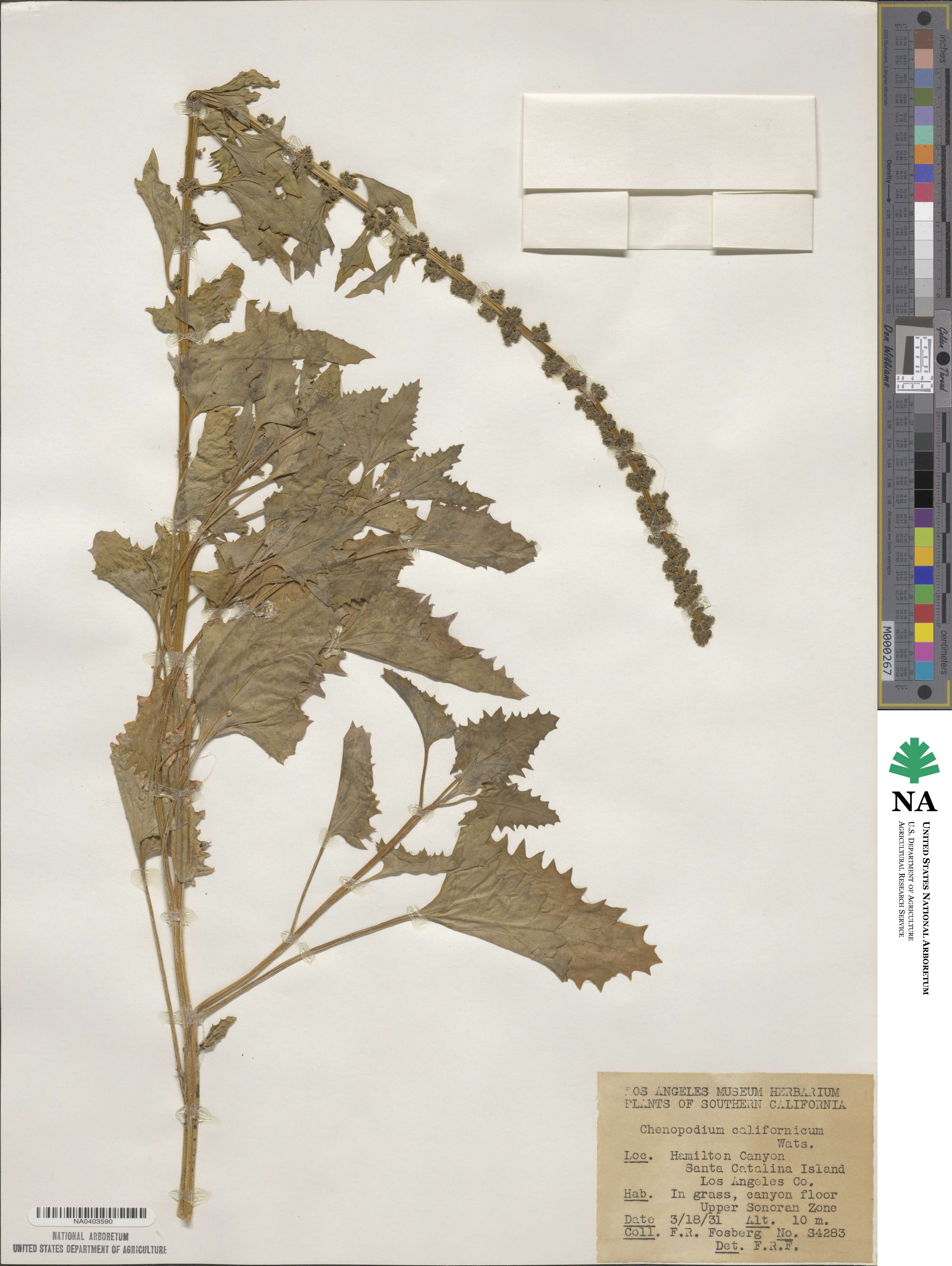 Blitum californicum image