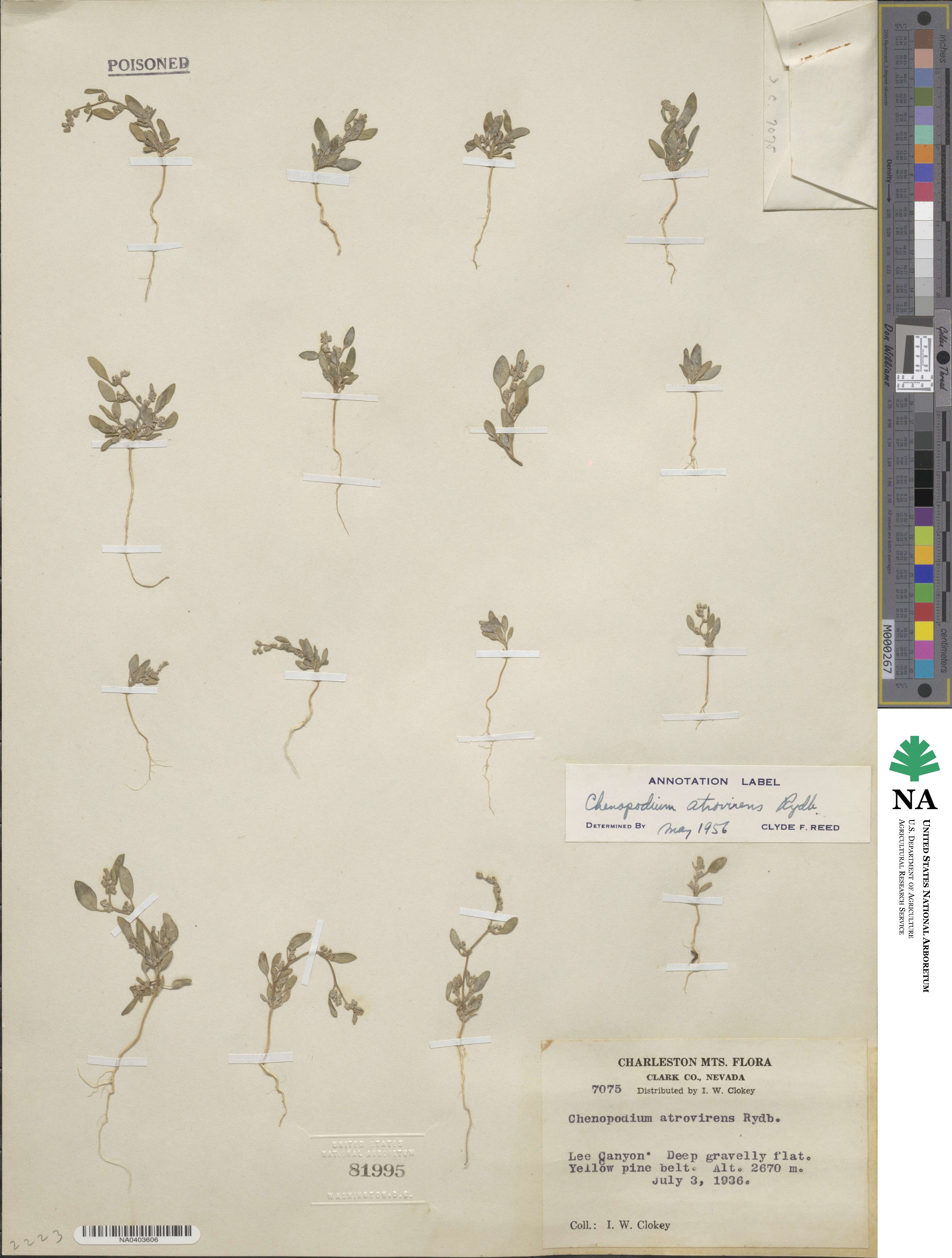 Chenopodium atrovirens image