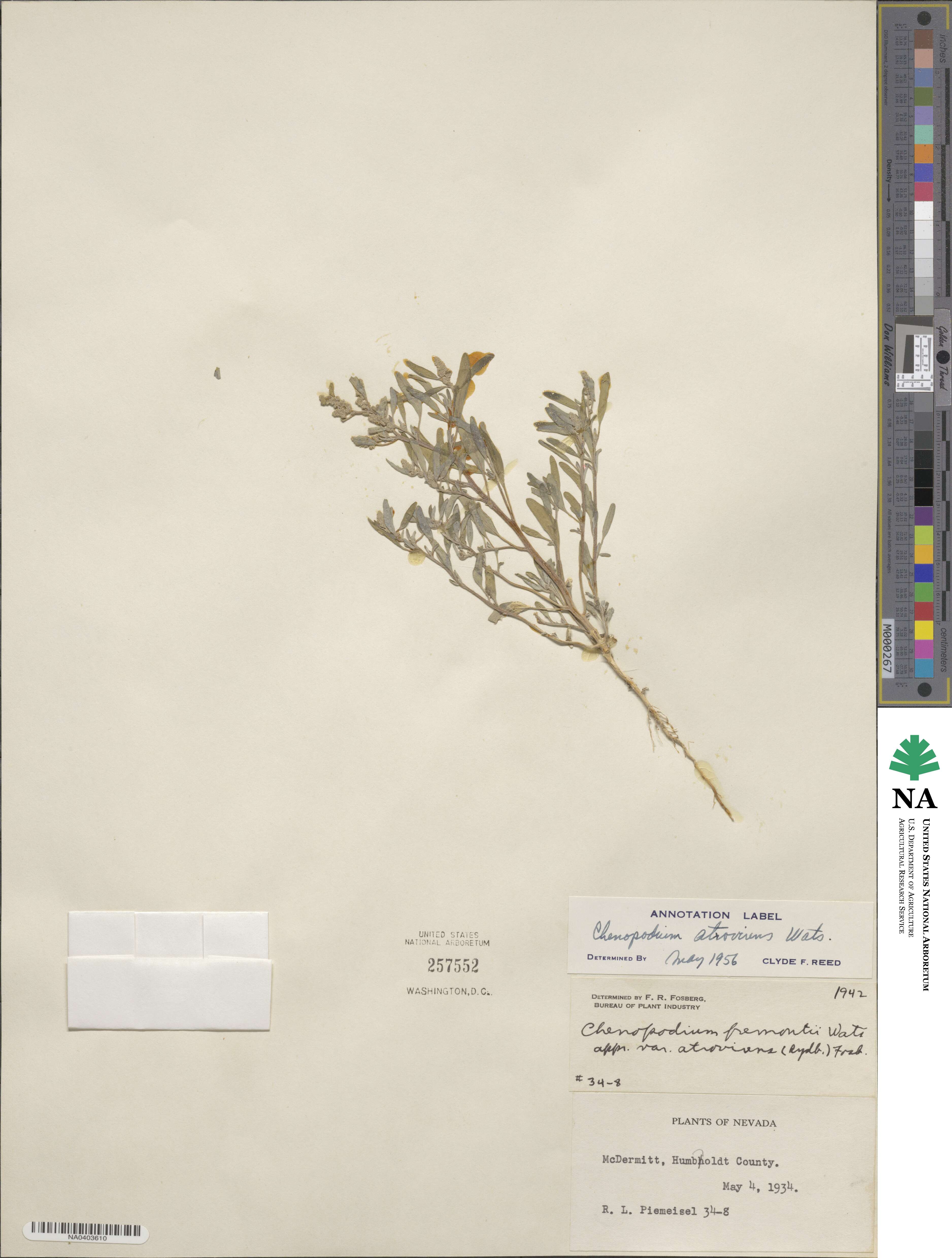 Chenopodium atrovirens image