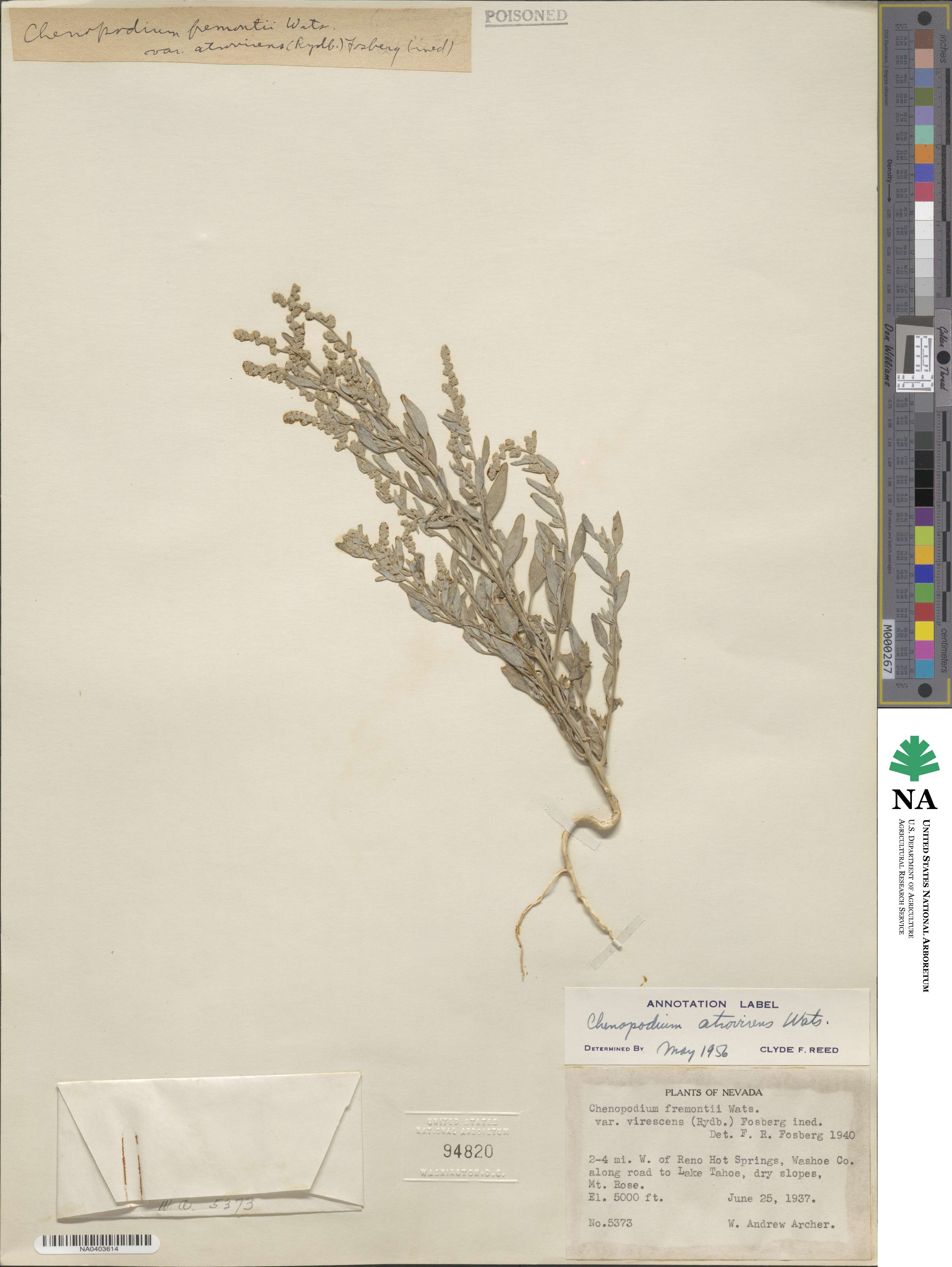 Chenopodium atrovirens image