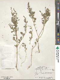 Chenopodium berlandieri image