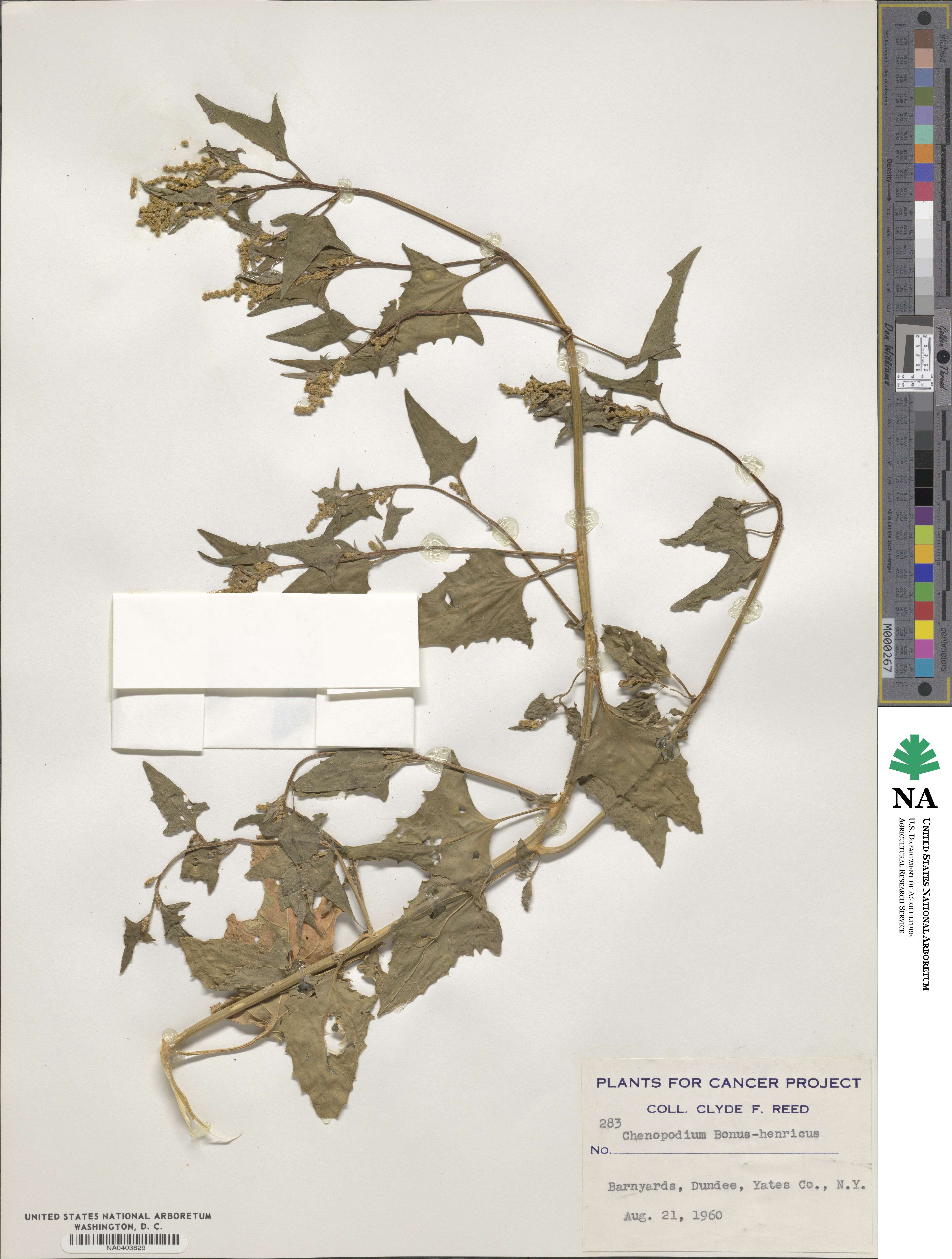 Blitum bonus-henricus image