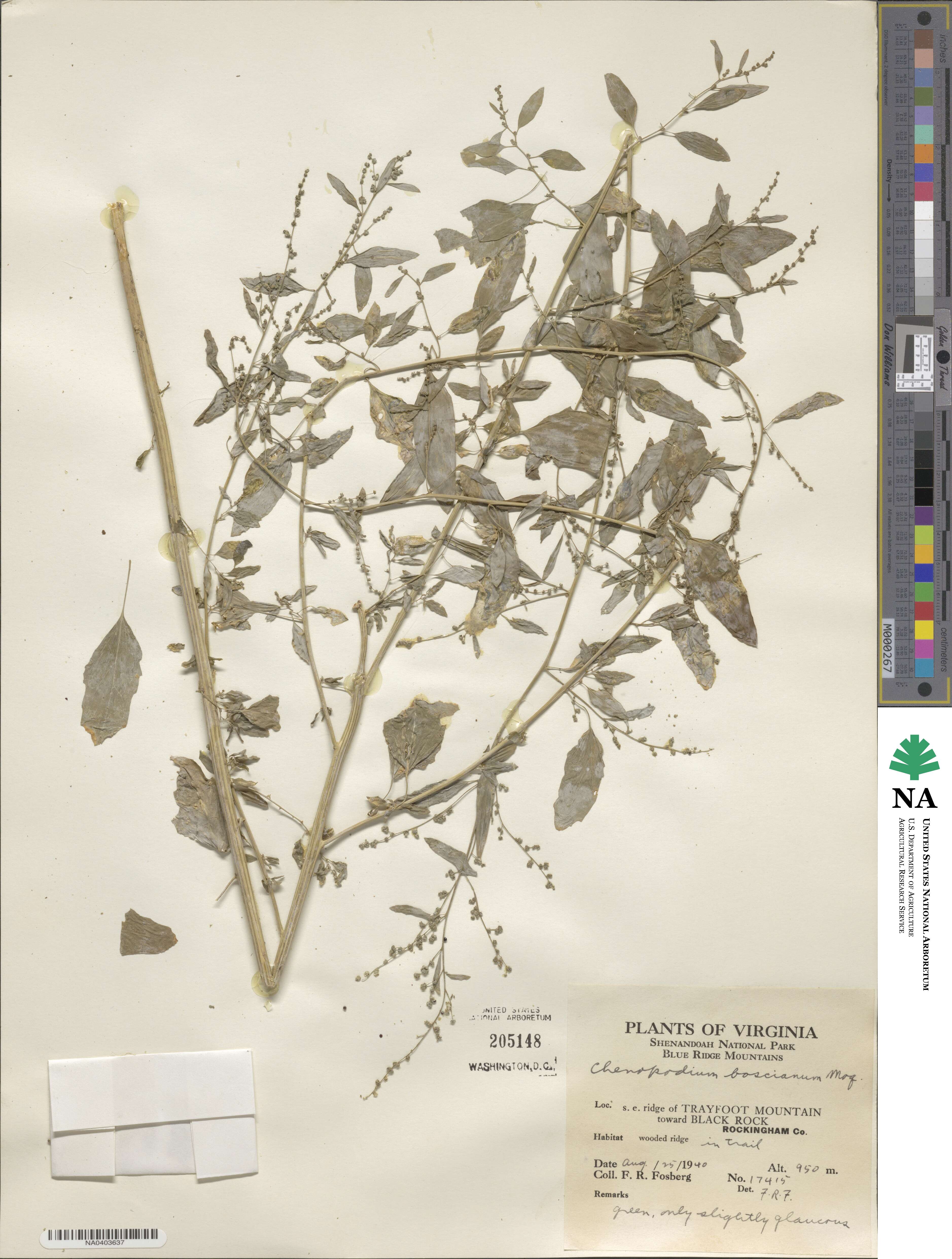 Chenopodium berlandieri var. boscianum image