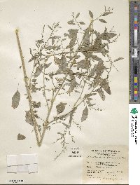 Chenopodium berlandieri var. boscianum image