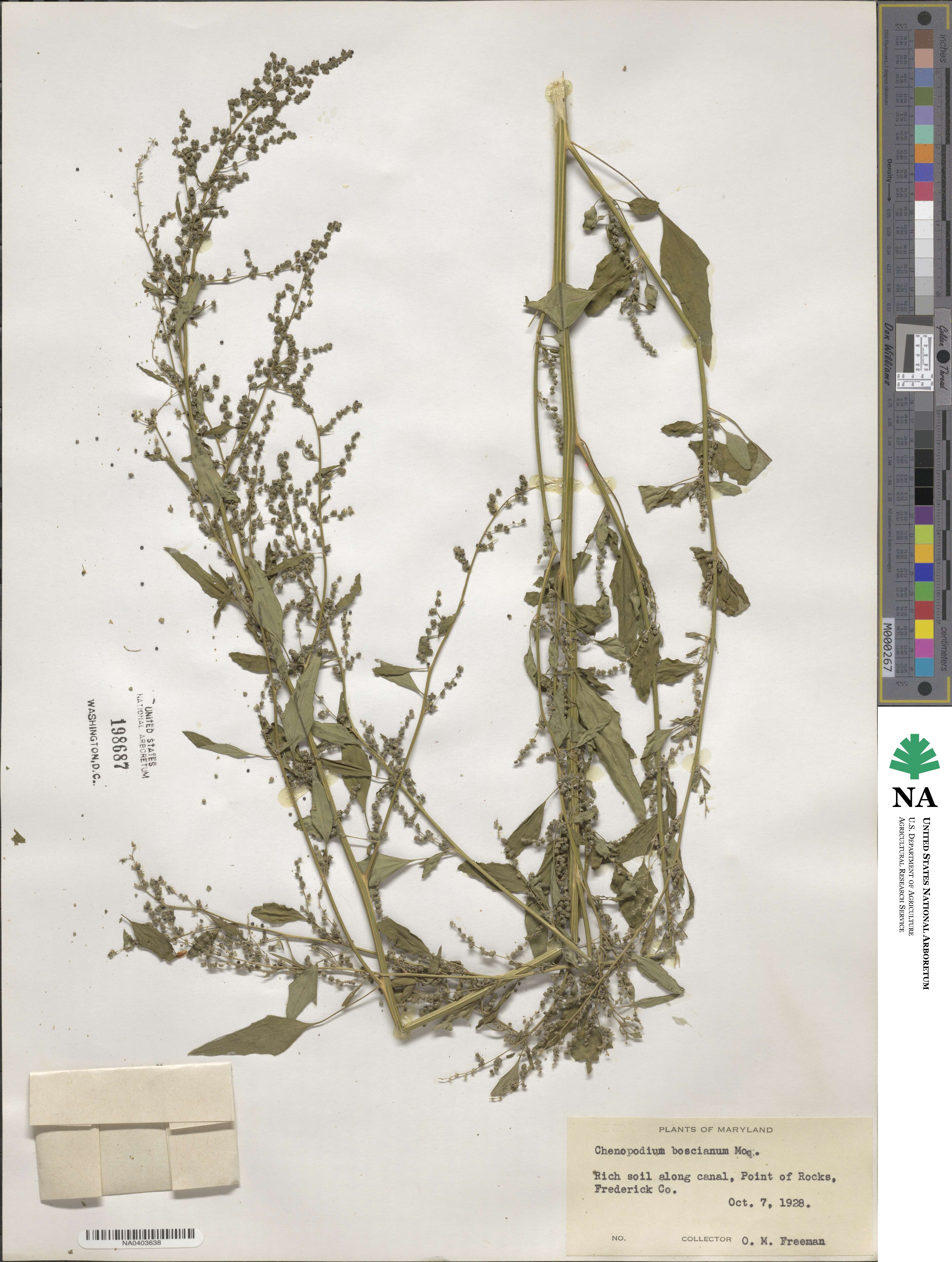Chenopodium berlandieri var. boscianum image
