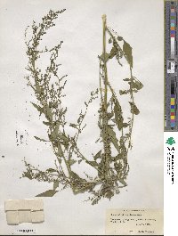 Chenopodium berlandieri image