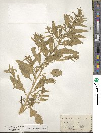 Chenopodium ambrosioides image