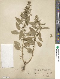 Chenopodium ambrosioides image