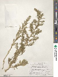 Chenopodium ambrosioides image