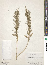 Chenopodium ambrosioides image