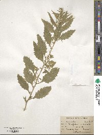 Chenopodium ambrosioides image