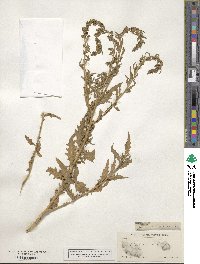 Chenopodium ambrosioides image