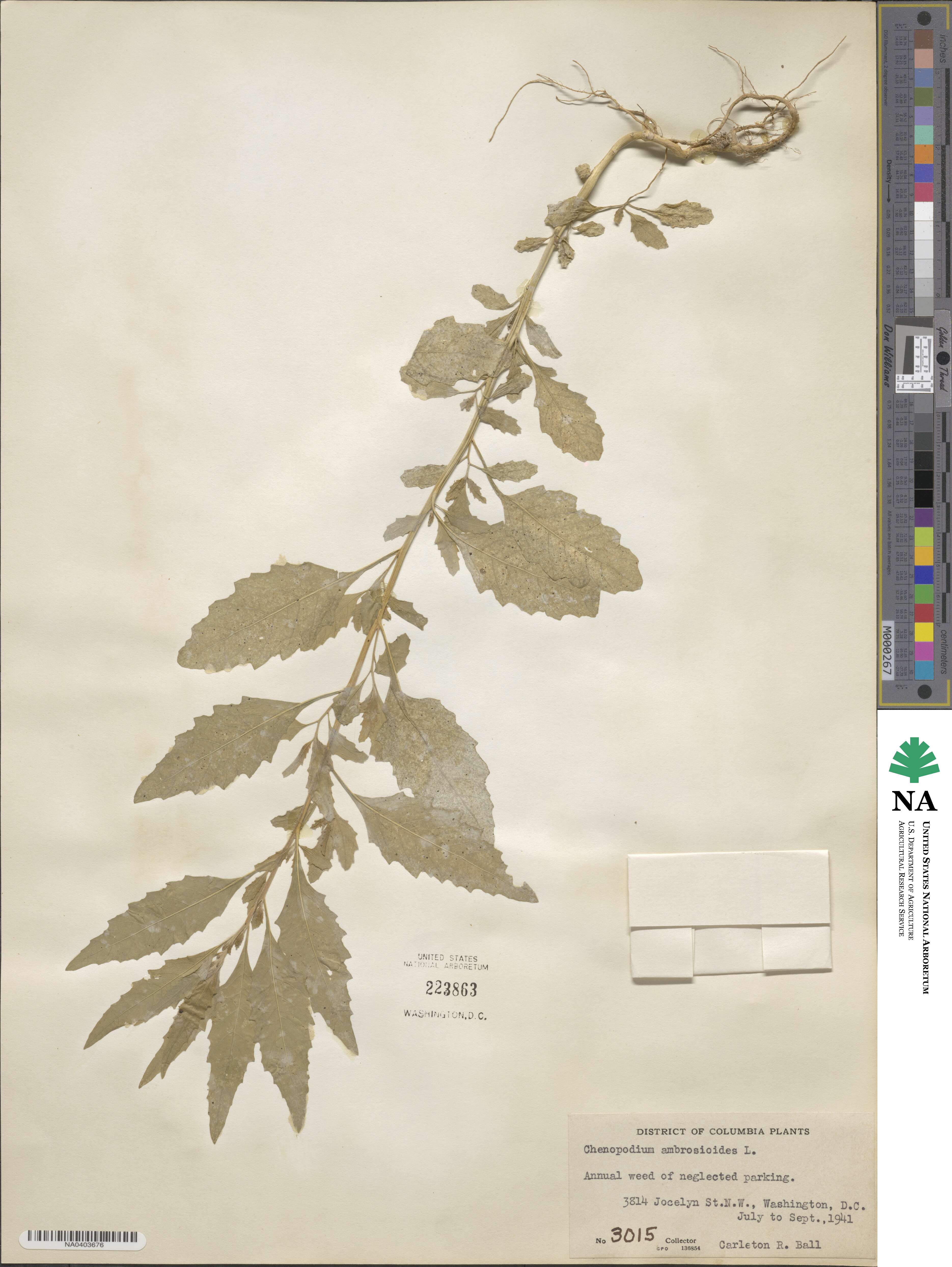 Chenopodium ambrosioides image