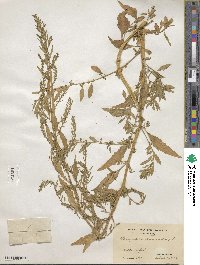 Chenopodium ambrosioides image