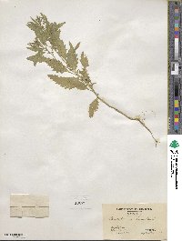 Chenopodium ambrosioides image