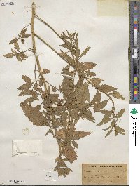 Chenopodium ambrosioides image