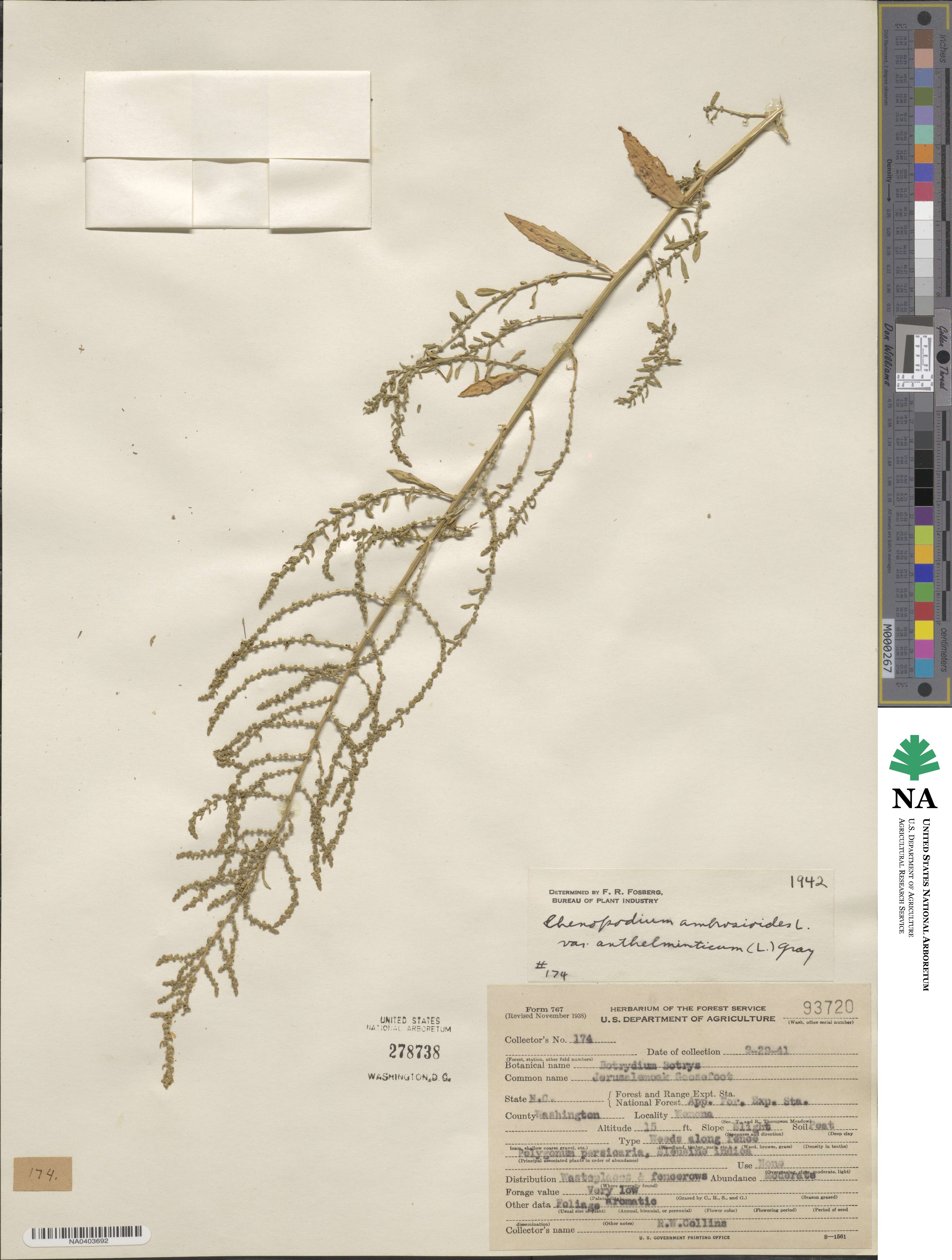 Dysphania anthelmintica image