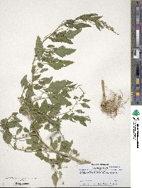 Chenopodium album image