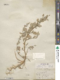 Chenopodium album image