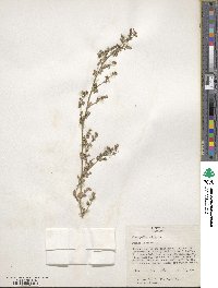 Chenopodium album image