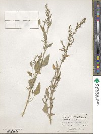 Chenopodium album image