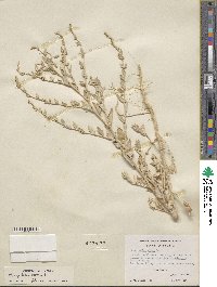 Chenopodium album image