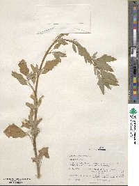 Chenopodium album image