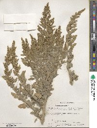 Chenopodium album image