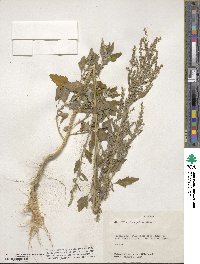 Chenopodium album image