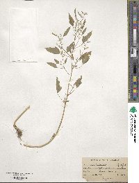 Chenopodium album image