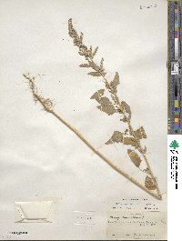 Chenopodium album image