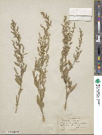 Chenopodium album image