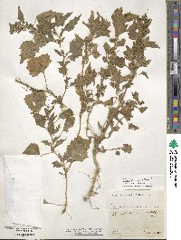 Chenopodium album image