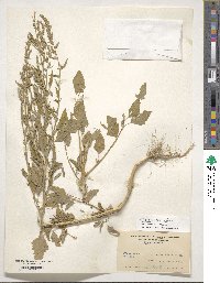 Chenopodium album image