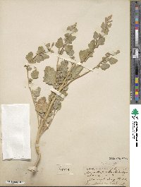 Chenopodium album image