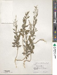 Chenopodium album image