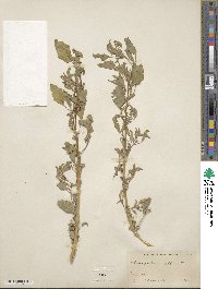 Chenopodium album image