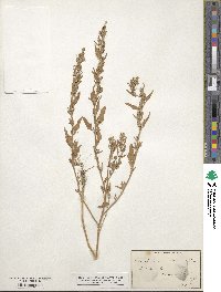 Chenopodium album image