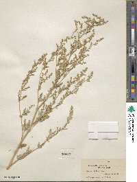 Chenopodium album image