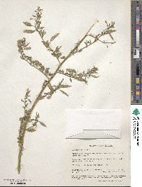 Chenopodium album image