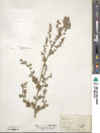 Chenopodium album image