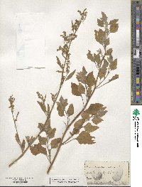 Chenopodium album image