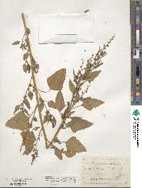 Chenopodium album image